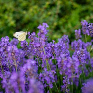 Hip Homes Hungary Countryside Properties in Hungary